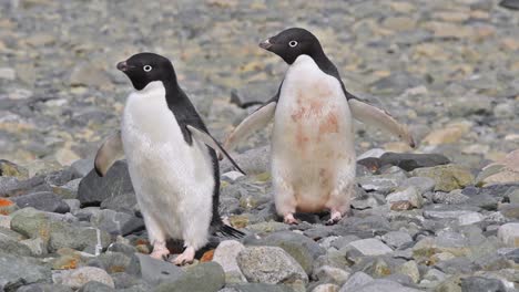 antarctica adelie penguin standing on rocks