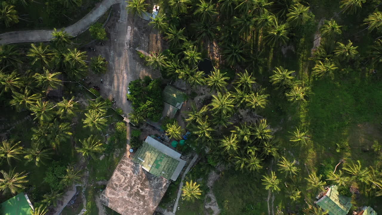 vista aérea drone volando vista superior de palmeras de coco