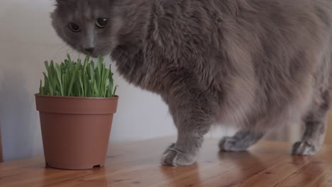 cat jumping on the table and eating a special grass