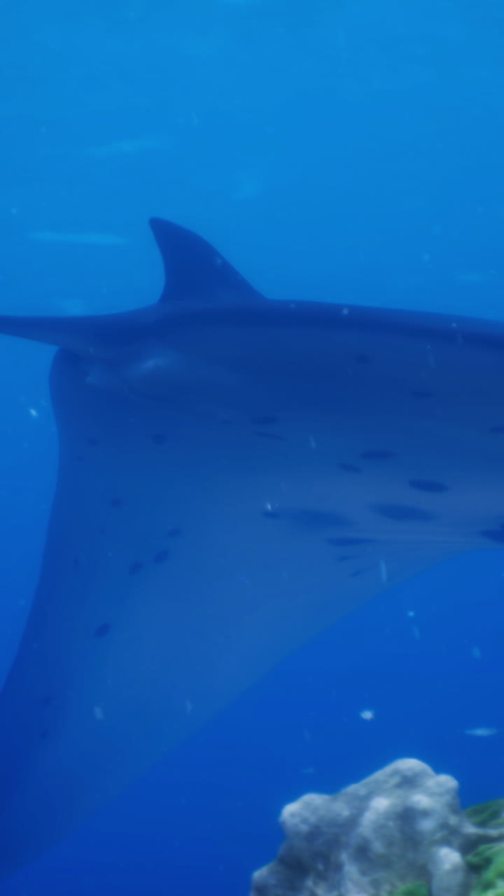 Majestic manta ray gliding gracefully through clear blue ocean waters