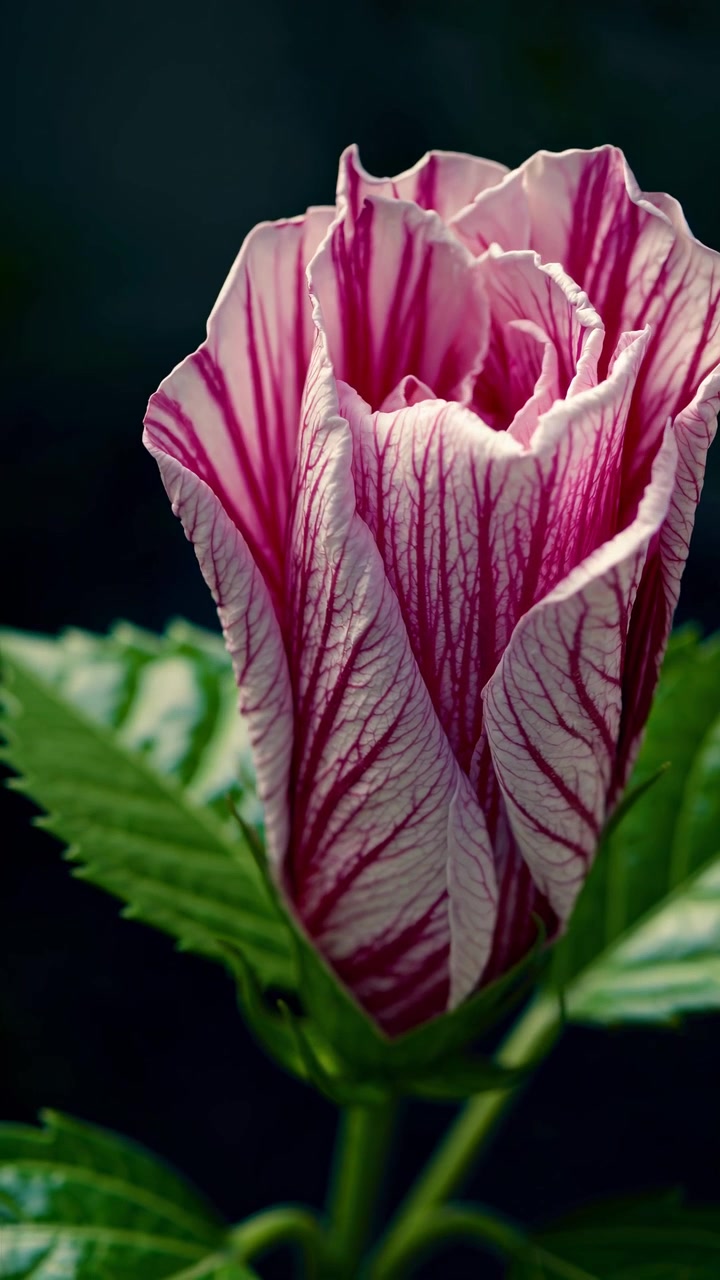 Time-lapse di un fiore di ibisco che sboccia