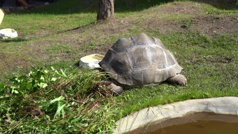 rare aldabra tortoise in captivity bjørneparken norway - tortoise laying on ground eating grass and leaves - static handheld