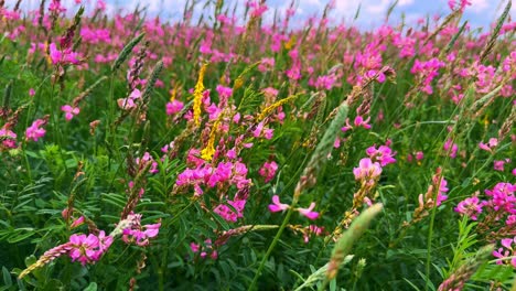 a vibrant field of wildflowers: a profusion of pink blossoms and lush greenery under a bright sky, perfect for nature enthusiasts and photographers alike