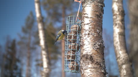 Eurasian-blue-tit-feeds-on-fat-balls-on-tree,-slow-motion