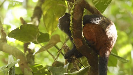 side view of a saddleback monkey eating a big locust its caught head first