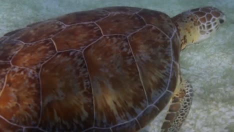 tortuga 71