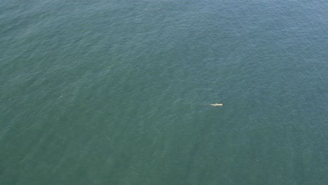 antena: kayakista de mar rema duro de izquierda a derecha, aislado en un vasto océano verde