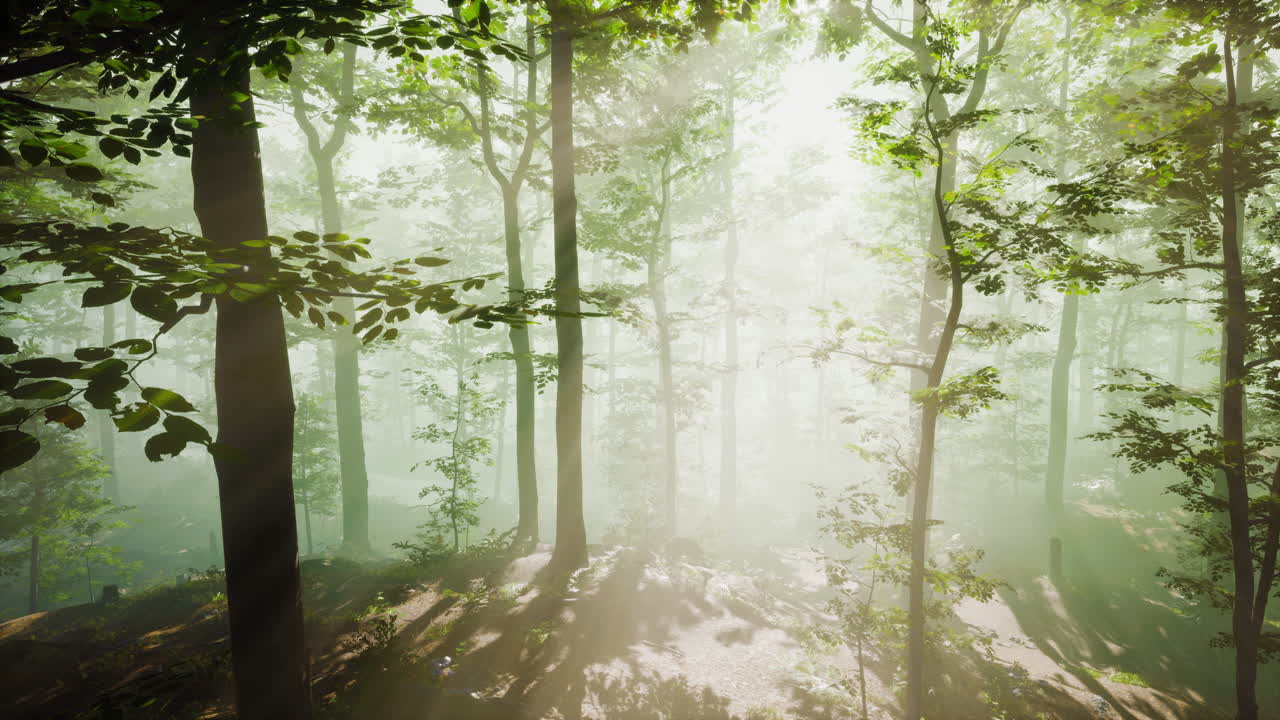 영화 속 가을 시즌 숲의 fpv 비행 장면
