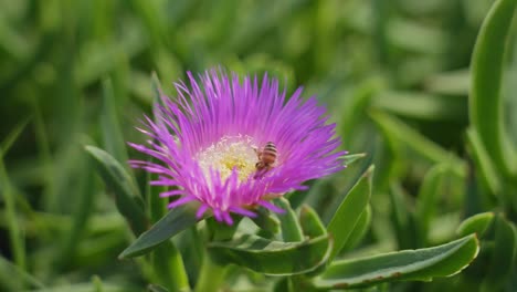 slow motion close up of bee in flower