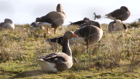 flock of geese relaxing in the shore of a lake in thetford, england