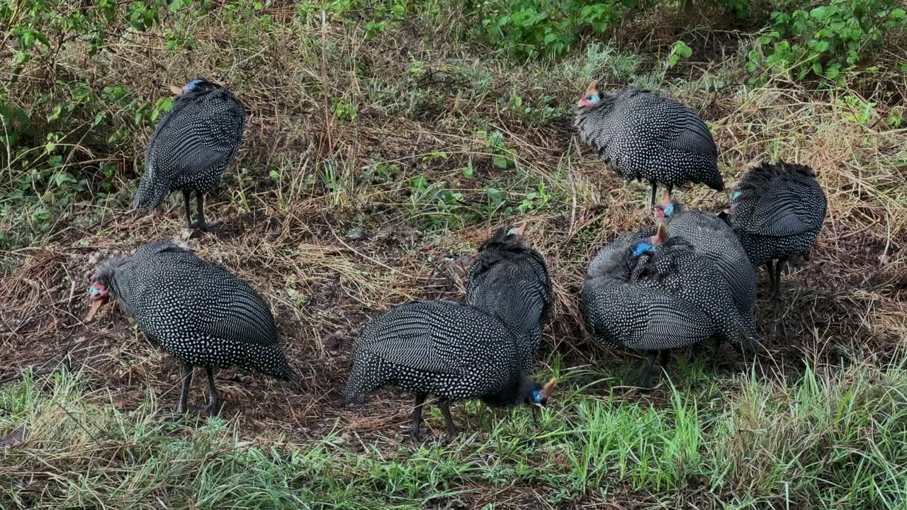 Helmeted guineafowls (Numida meleagris) searching for food in Ngorongoro Crater. Tanzania.