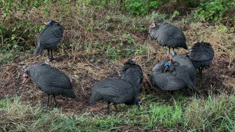helmeted guineafowls (numida meleagris) searching for food in ngorongoro crater. tanzania.