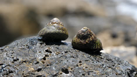 Dos-Caracoles-De-Mar-Arrastrándose-Sobre-Una-Roca-Las-Olas-Del-Océano-Desenfoque-De-Fondo-De-Cerca