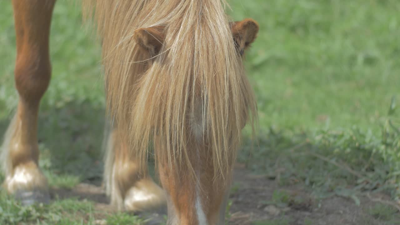 pequeño caballo de carne comiendo hierba, pony shetland pastando