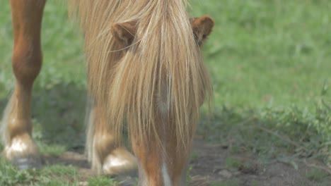 pequeño caballo de carne comiendo hierba, pony shetland pastando