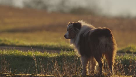 australian shepherd stands and watches the surrounding pastures at dawn