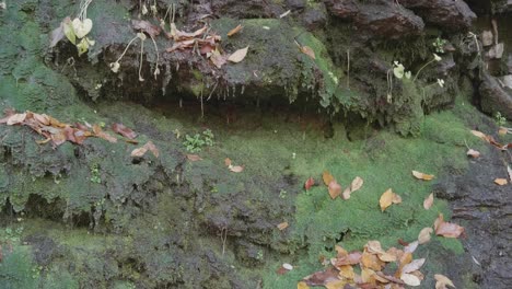 Moos-Auf-Steinen-Mit-Tropfendem-Wasser,-Herbstblätter