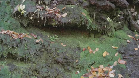 Moss-on-stones-with-dripping-water,-autumn-leaves