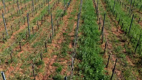 Aerial-lateral-shot-over-vineyards-in-east-of-France