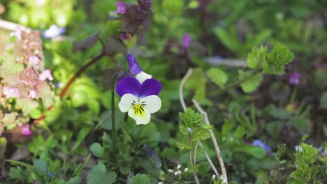 Beautiful-Pansy-Flowers-Blooming-In-The-Garden---trucking-shot