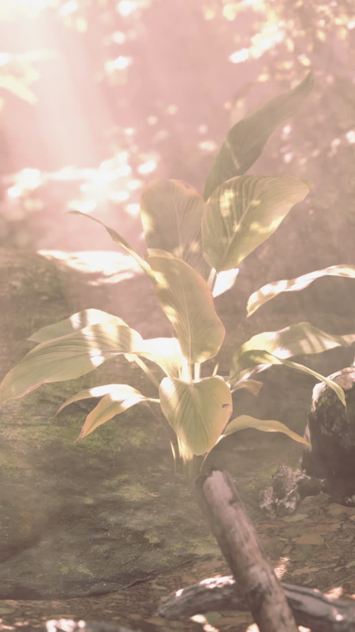 la luz del sol brillando a través de las hojas verdes en un bosque tropical