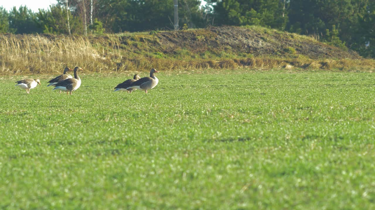 이주 시즌 동안 북부 유럽의 녹색 농경지에서 번식하는 그레이래그 거위의 아름다운 무리, 화창한 봄날, 먼 중간 낮은 앵글 샷