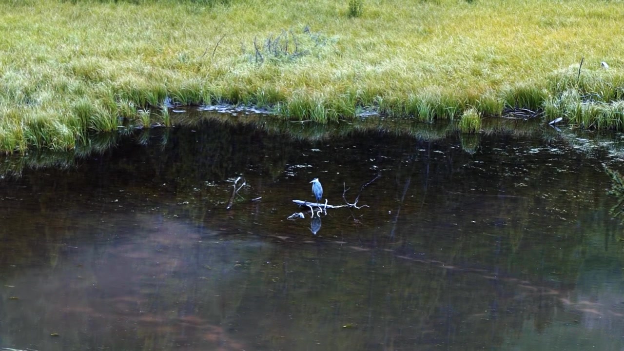 A lone heron rests on a branch in the middle of Moose Pond in Grand Teton National Park, Wyoming, surrounded by calm waters and a peaceful forest setting on a cloudy summer day in July.