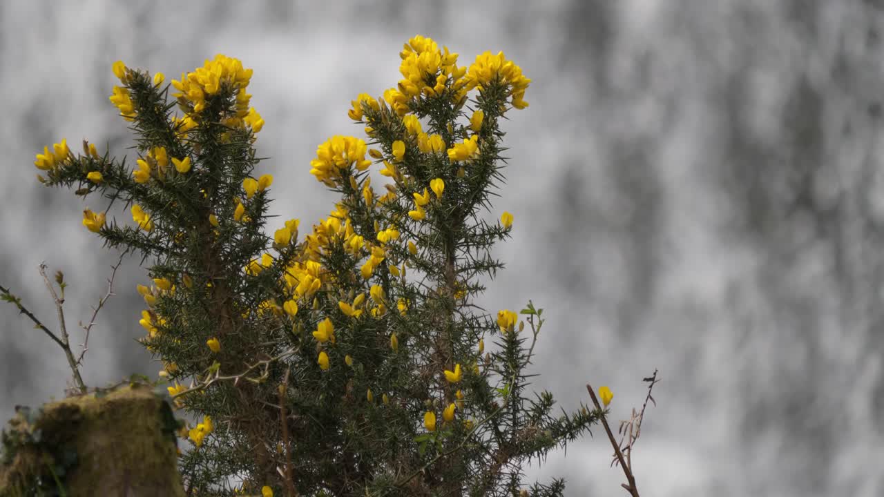 el arbusto de flores de primavera en frente de una cascada borrosa en el fondo