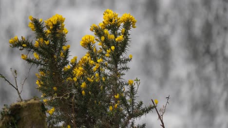 Spring-flowering-gorse-bush-in-front-of-a-blurred-waterfall-in-the-background