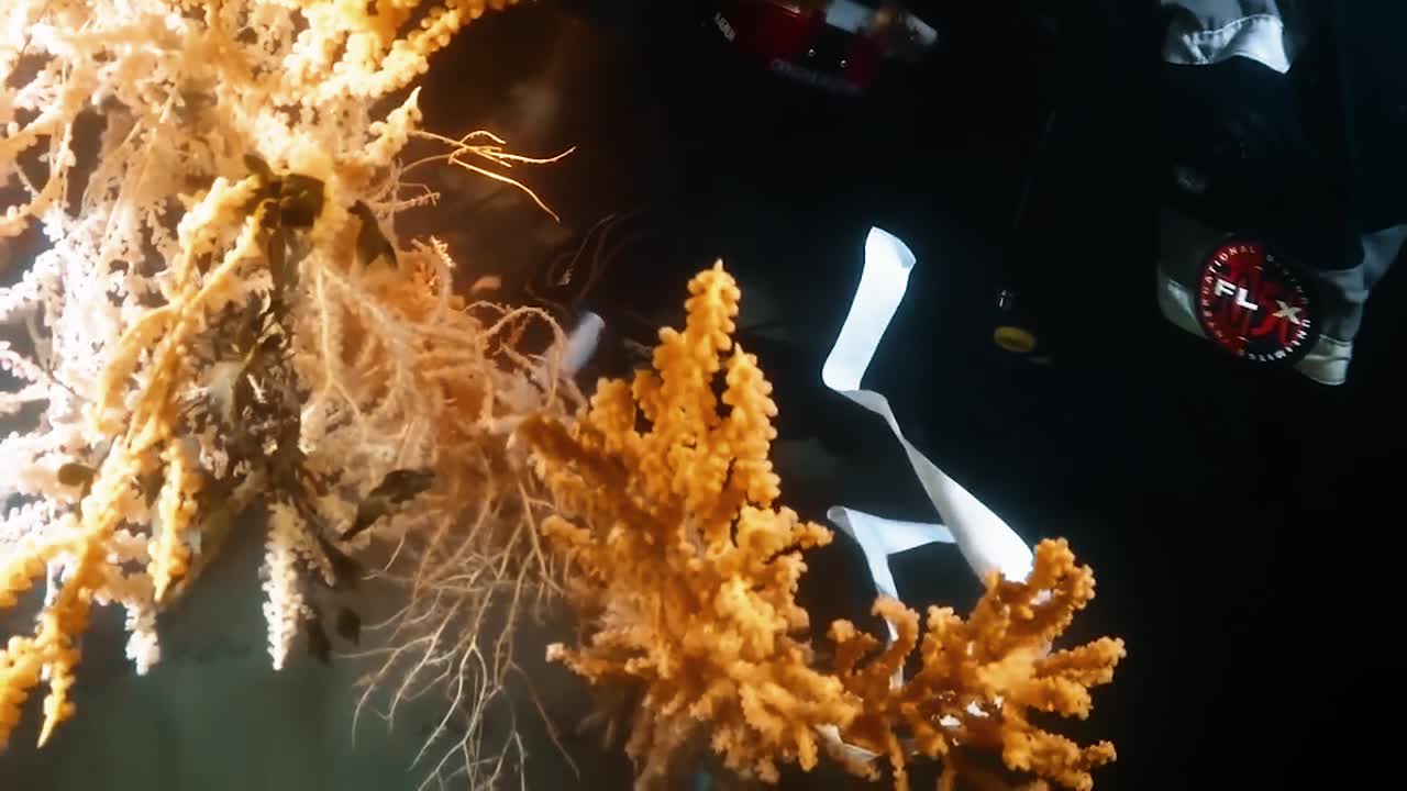 imágenes de la vida marina y coralina de la exploración en aguas profundas del parque nacional de la bahía de los glaciares, marzo de 2016