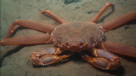 imágenes de la vida marina y coralina de la exploración en aguas profundas del parque nacional de la bahía de los glaciares, marzo de 2016