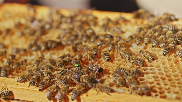bienen arbeiten mit der königin im honigstock