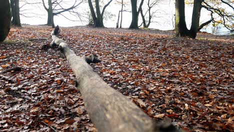 Bosque-De-Otoño-Follaje-De-Otoño-Vibrante-Paisaje-Rural-Cerrar-Dolly-Izquierda-Pasando-árbol-Caído