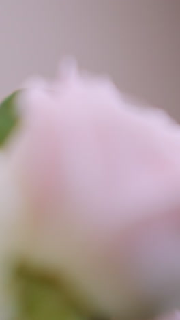 elegant rose flowers arranged in large bouquet in floral store macro view. pretty present for holiday event greeting in studio. flora beauty and nature