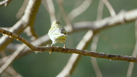 Eurasian-siskin-Bird-on-Leafless-Tree-Branch-in-Seoul-Forest-Park,-South-Korea