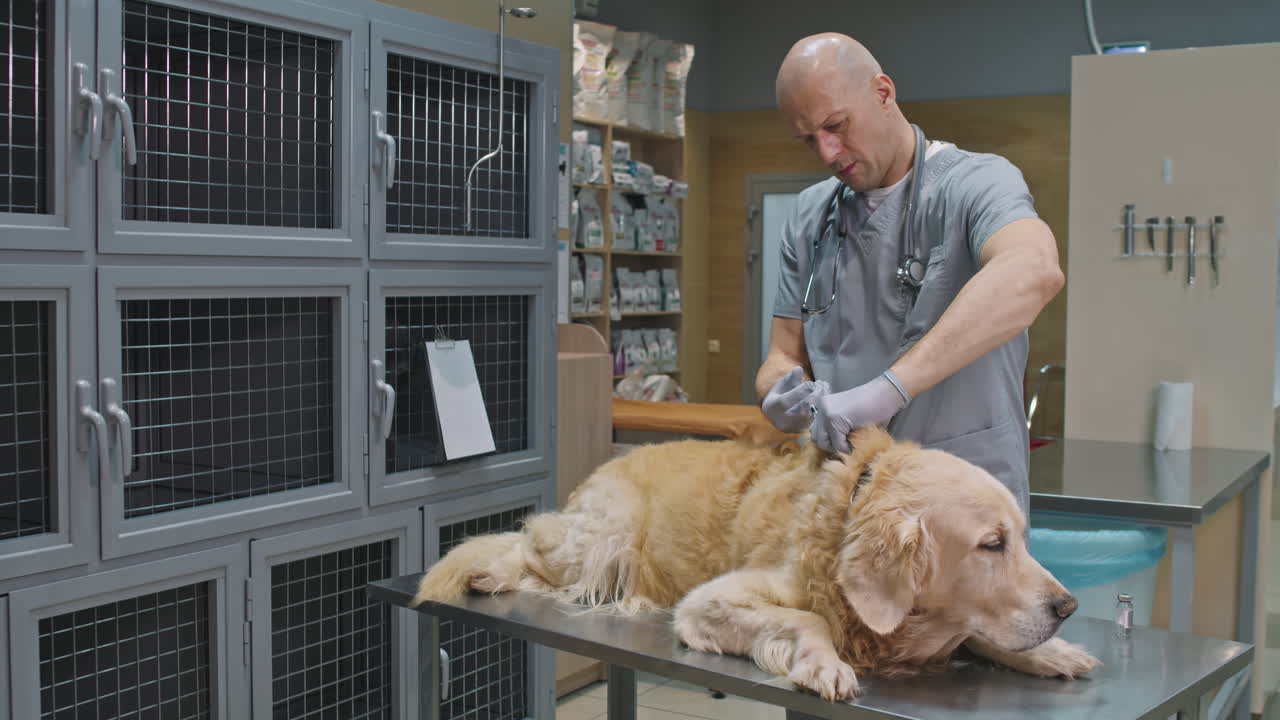 Male Veterinarian Giving Dog Injection