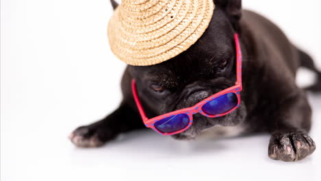 pet french bulldog with sunglasses