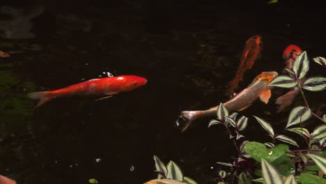 pond of decorative koi fish, static view