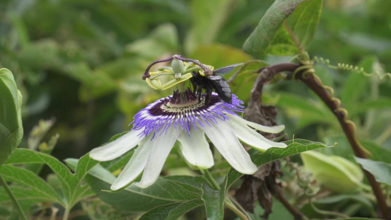 cerca de un abejorro negro nectaring de una flor de la pasión corona azul