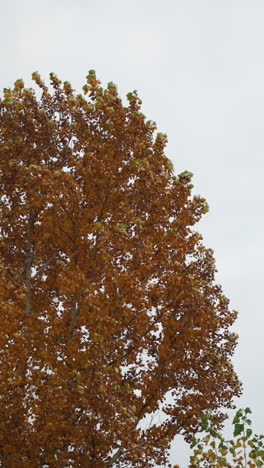las hojas doradas del otoño se balancean suavemente en el viento, sus tonos cálidos contrastan con los suaves tonos del cielo, el movimiento sutil añade profundidad a la serena escena estacional