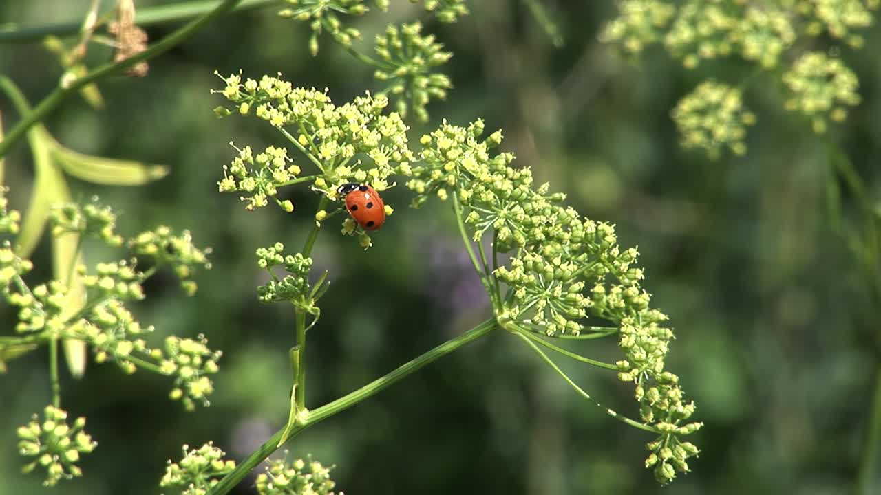 un primer plano de una mariquita en hierbas en el jardín de una aldea ucraniana