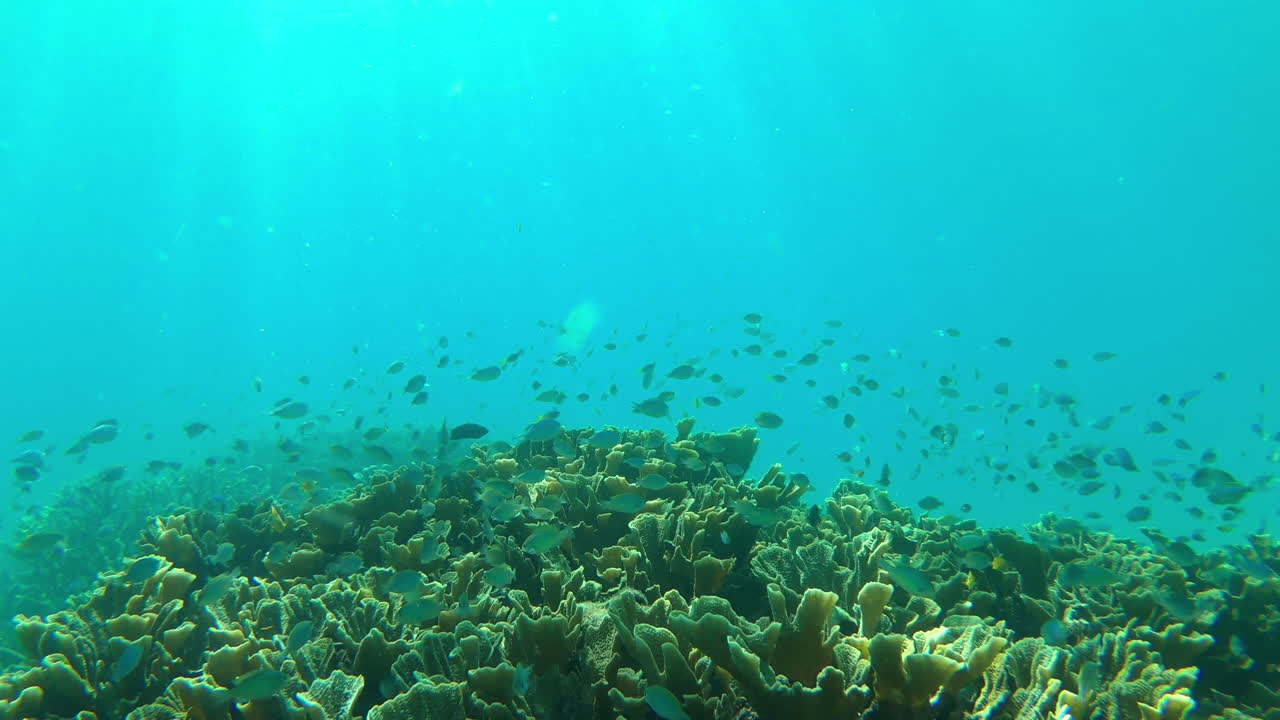 물고기들과 하나가 되고 있습니다.