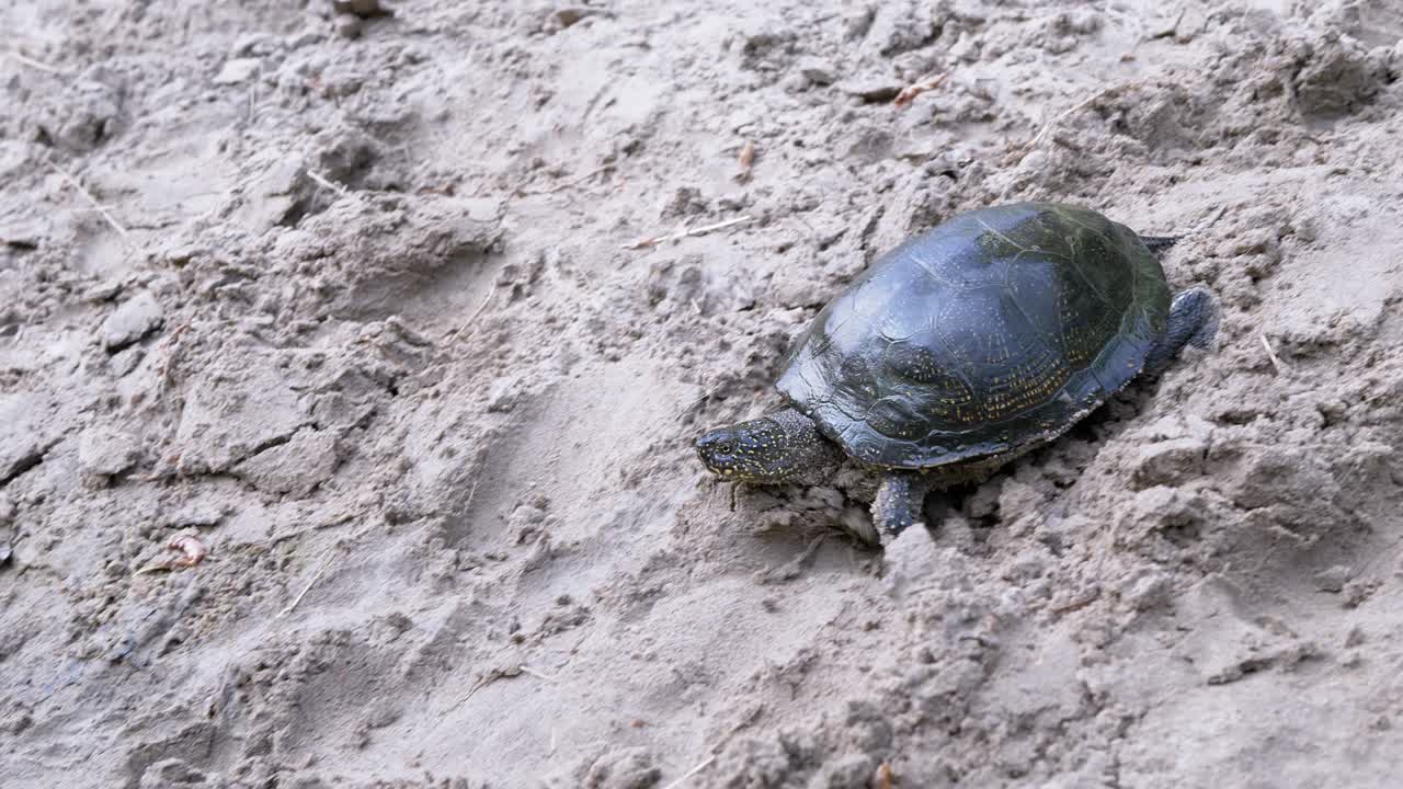European Pond Turtle Crawls by Wet, Dirty Sand on Beach. 4K