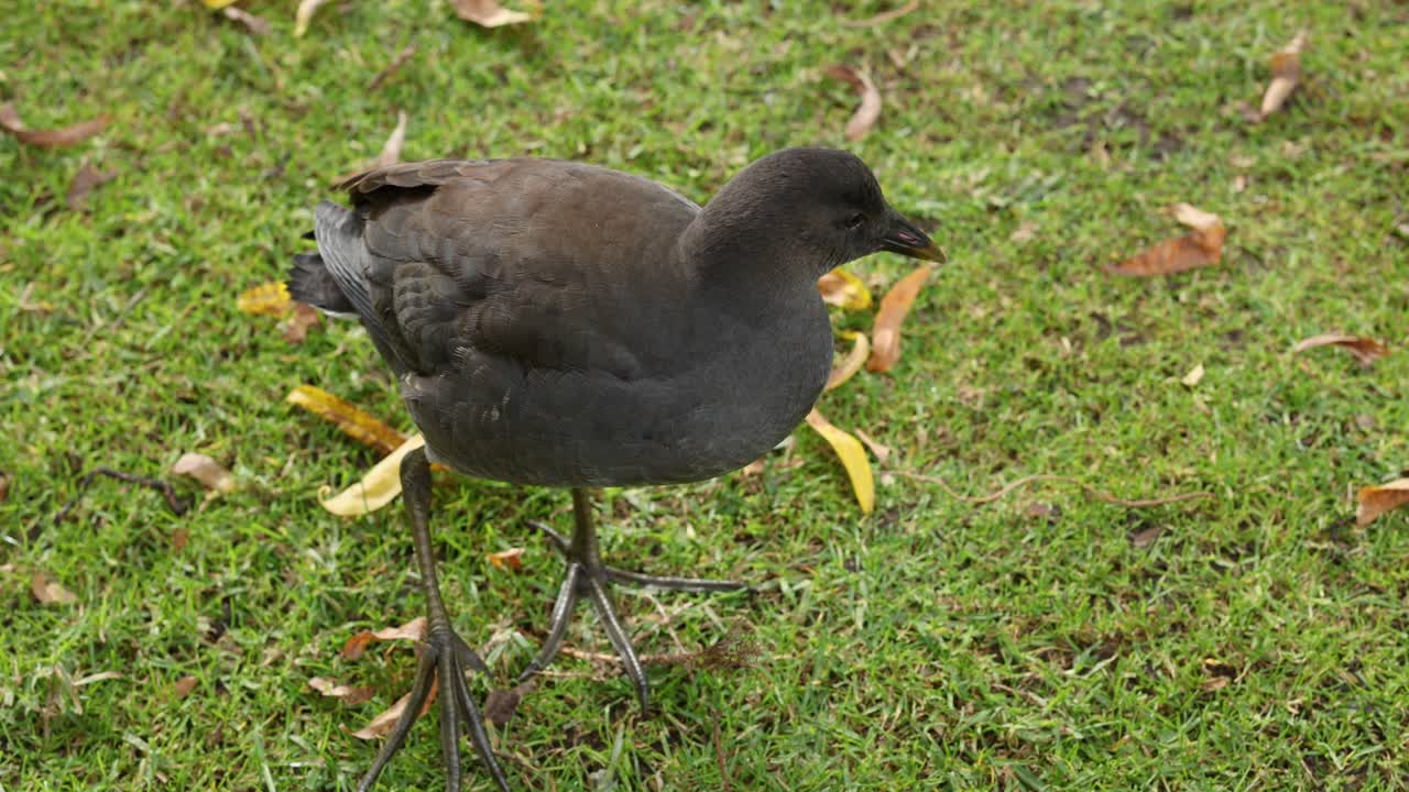 잔디 위 에 있는 음식 을 르는 어두운 모어헨