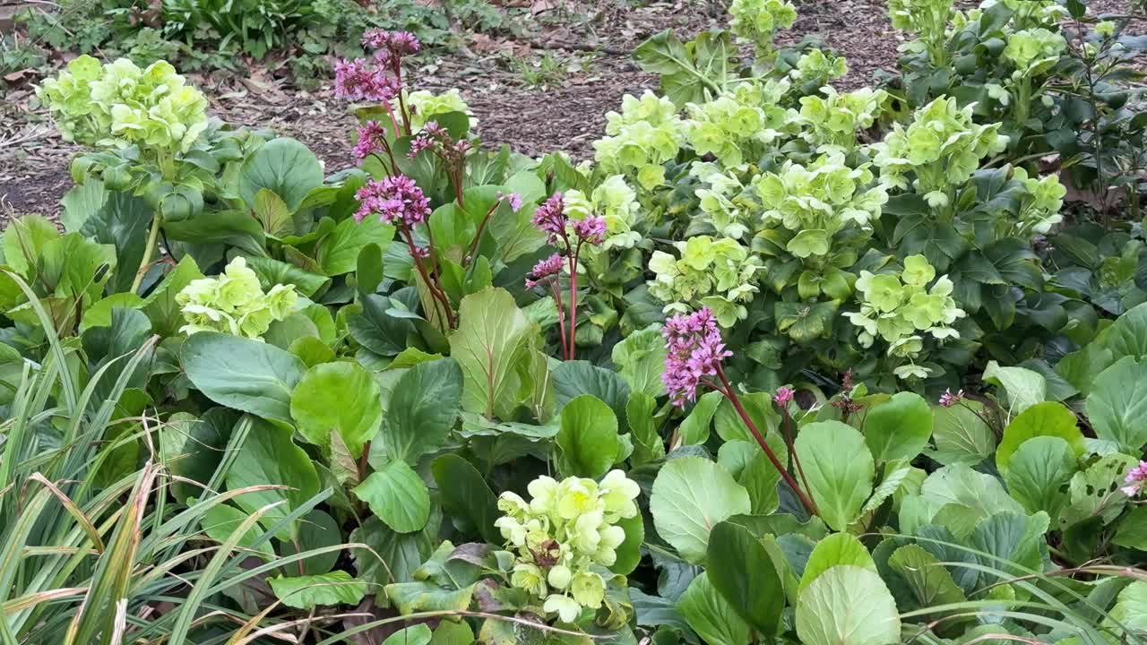 A static shot captures a vibrant garden bed filled with pink bergenia flowers and light green hellebore flowers amidst lush green foliage