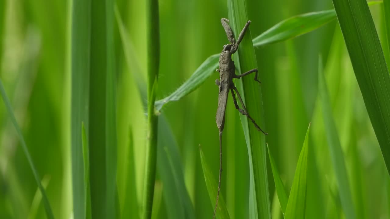 escorpión de agua - relajándose en la hoja verde