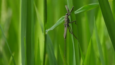 Water-Scorpion---relaxing-on-green-leaf-