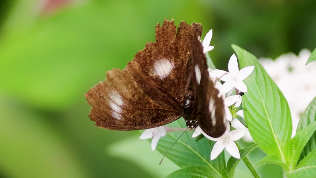 Un primo piano dettagliato di una farfalla marrone appollaiata su piccoli fiori bianchi in un giardino