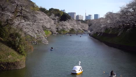 Amplia-Vista-Del-Foso-Chidorigafuchi-Con-Botes-Durante-Sakura-En-Un-Día-Brillante