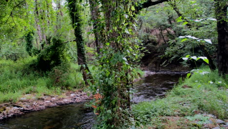 A-small-shallow-river-runs-through-a-Mediterranean-forest,-on-a-Mediterranean-island